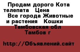  Продам дорого Кота-телепата › Цена ­ 4 500 000 - Все города Животные и растения » Кошки   . Тамбовская обл.,Тамбов г.